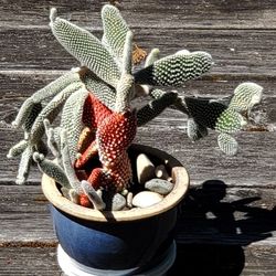 Cactus Plant