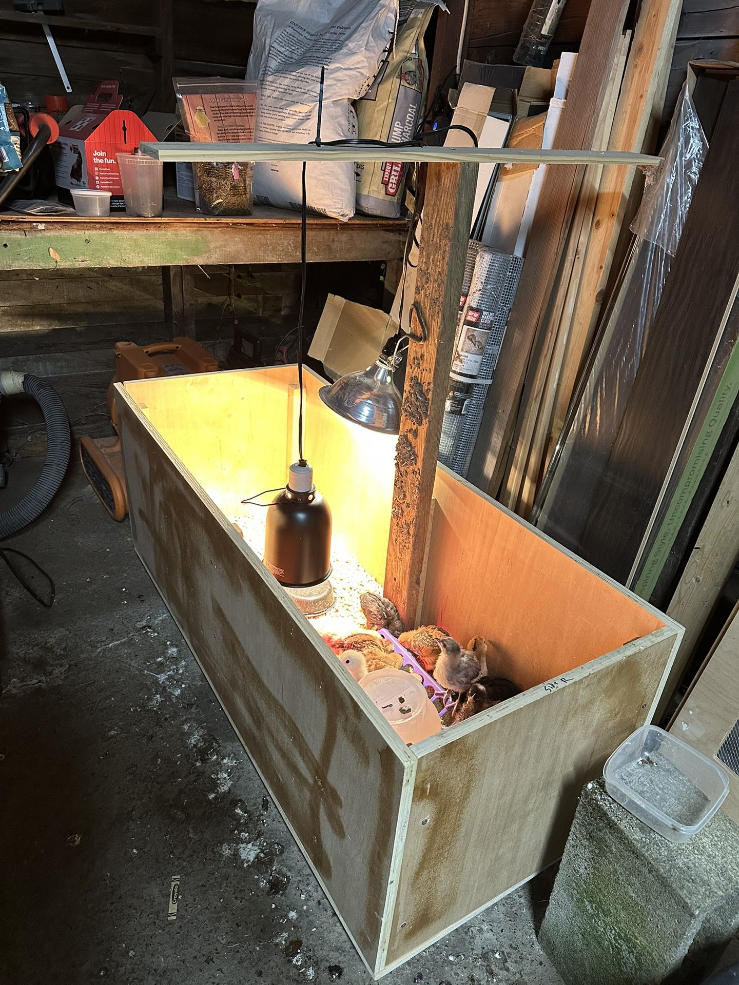 Chick Brooder