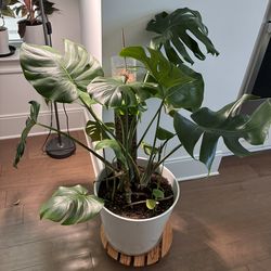 Monstera