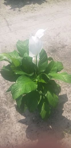 Spathiphyllum “Peace Lily“