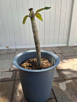 Pink Plumeria Plant