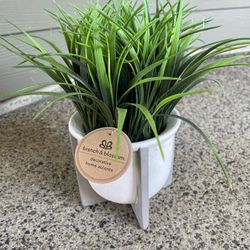 branch and blossom decorative plant