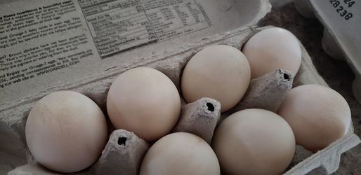 Duck eggs