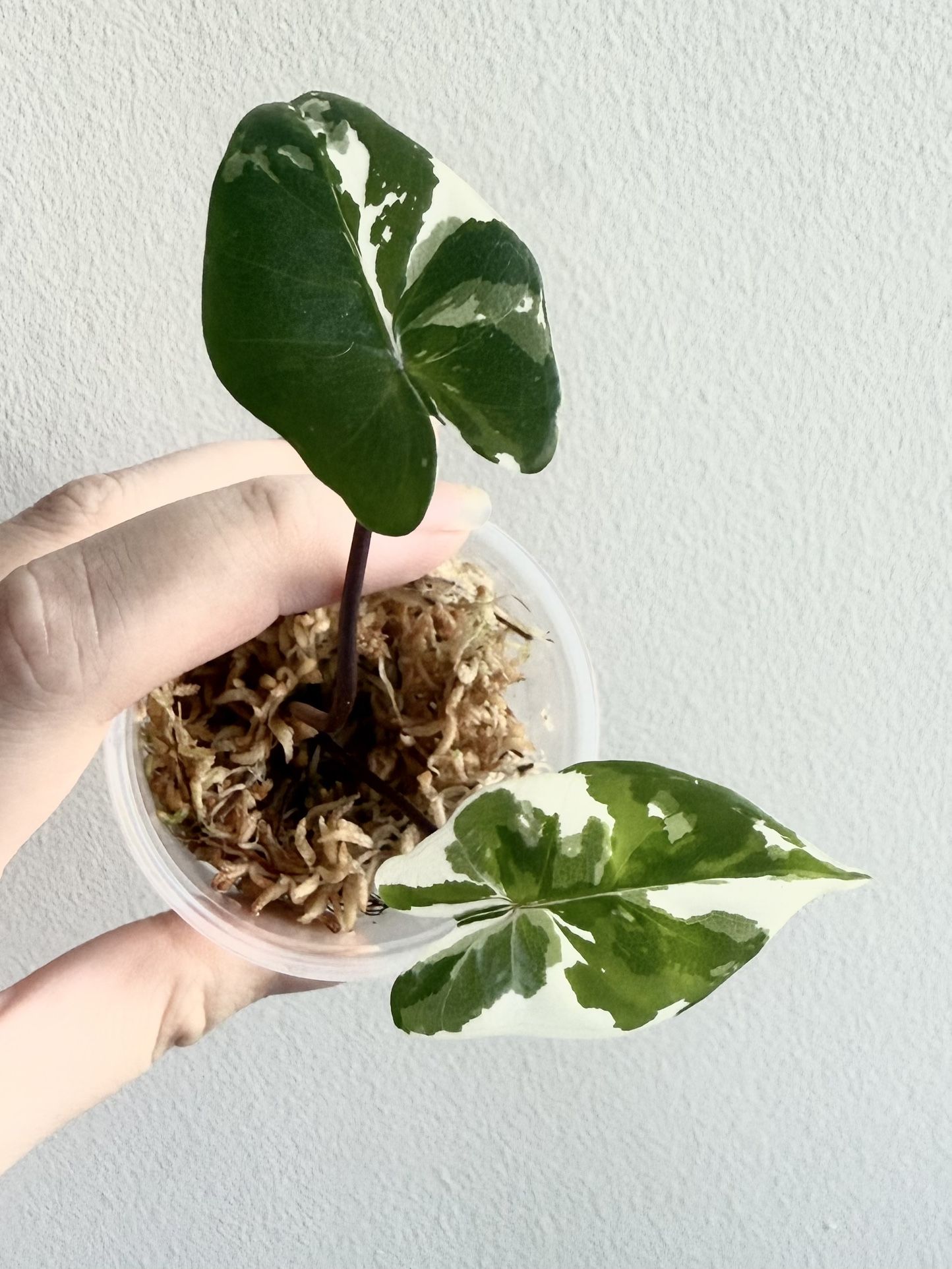 Alocasia Black Stem Albo