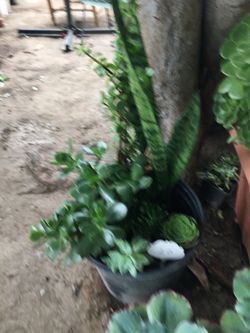 Assorted plants