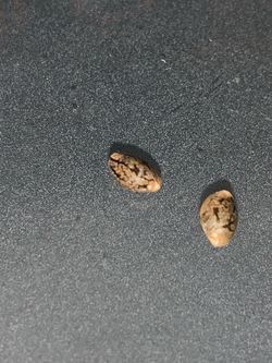 Seeds Clones available Diff strains harvest season !