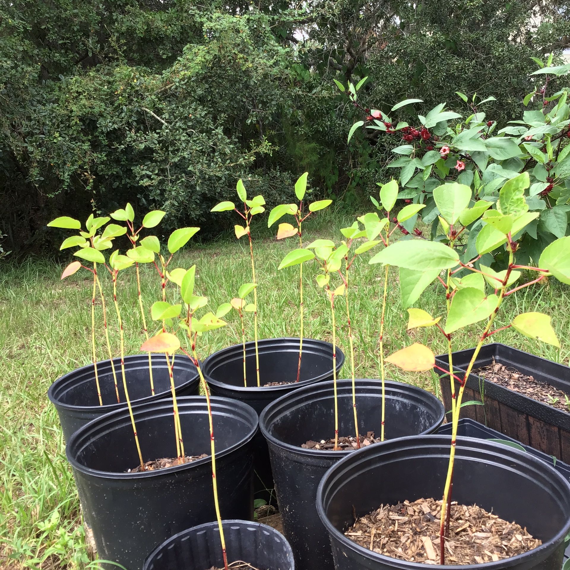 Jamaican Sorrel (Rosella)