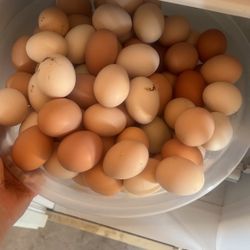 Organic Chicken Eggs.$6