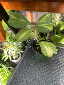 Variegated Hoya Kerri Plant 🪴 