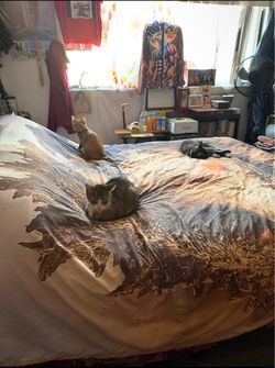 Bed
