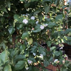 Arabian Jasmine 15gal