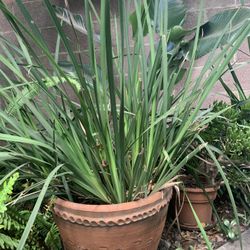 Potted Plants In Terra Cotta Container Plus Saucers, More $15 And Up