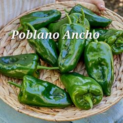 Pepper Poblano Ancho $1
