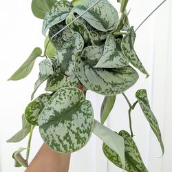 Scindapsus Pictus Exotica Silver Satin Pothos Plant 6" Pot - Indoor House Plants