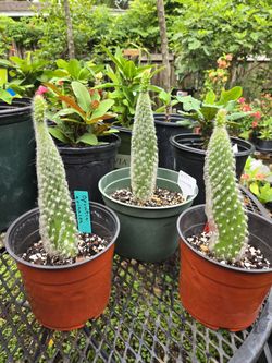 Opuntia Erinacea /Hairy Old Man Cactus 🌵 