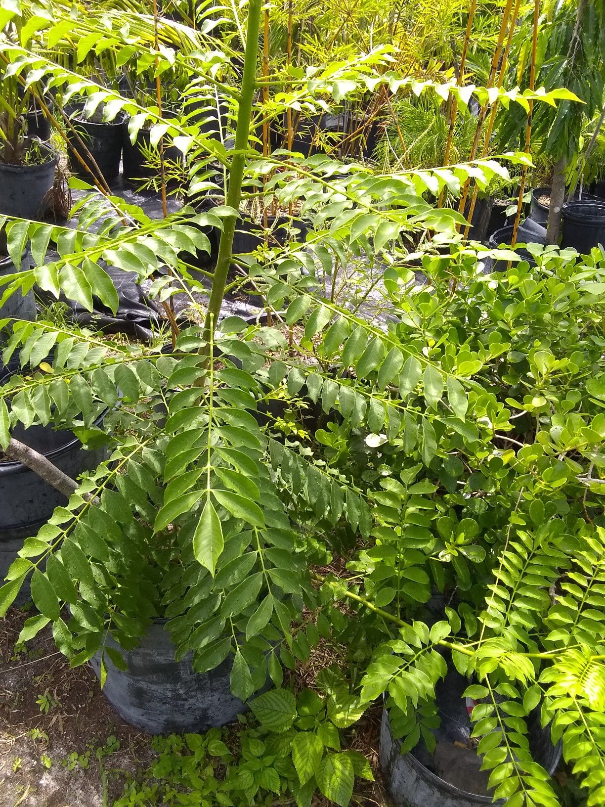 Plum tree ciruela