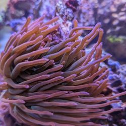Rose Bubble Tip Anemone Lg