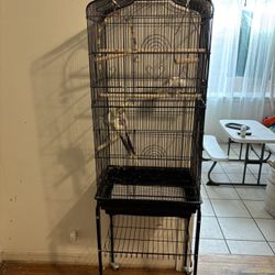 Bird Cage With Birds 