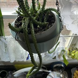 🐲Red Dragon plant🐲