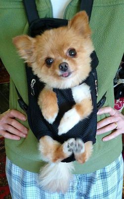 Black Front-Facing Pet Carrier Backpack