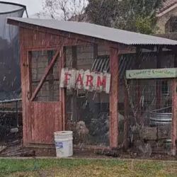 Chicken Run And Coup