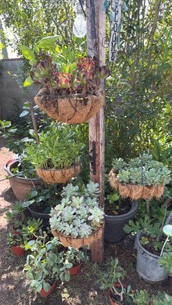 Tiered Coco Liner Hanging Basket Plant Stand