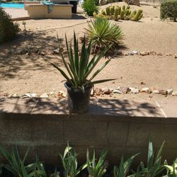 Octopus Agave Plants