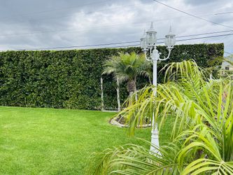 Ficus Nitida Trees - GREAT PRICE!