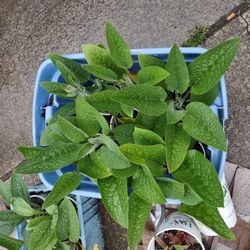 Organic Comfrey plants For Sale Stanwood