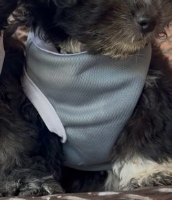 Grey Mesh Dog Harness Vest