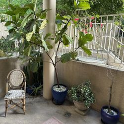 BULK SALE: Plants, porcelain planters, patio furniture and more! 