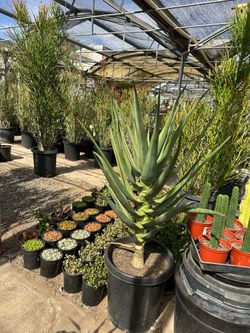 Aloe Hercules Varigata Rare