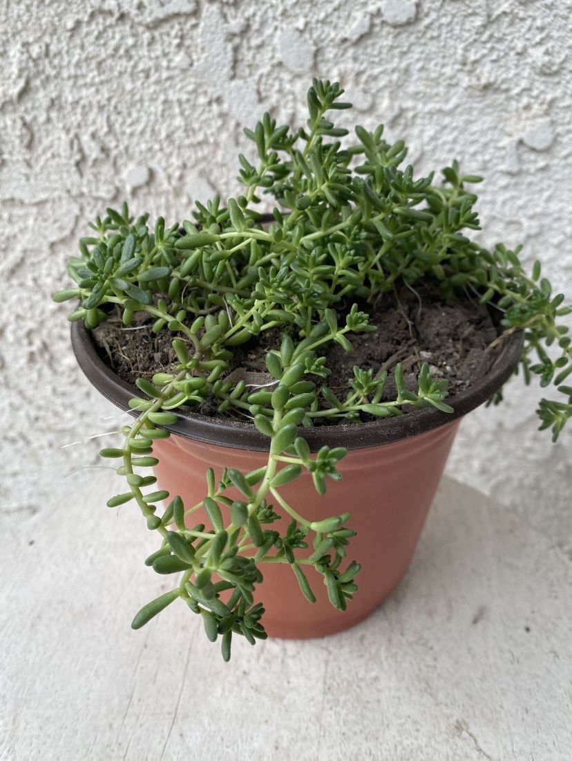 6 Inch Pot Rare Succulent Plant - Sedum Album - Athoum Stonecrop - Rooted & Established - Drought Resistant - 🪴