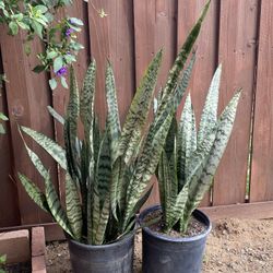 Snake Plants 