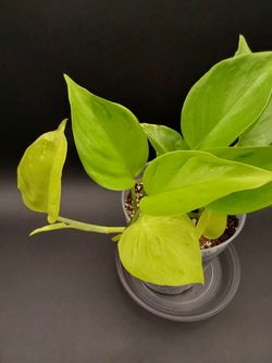 Ep. Champs Elysees pothos