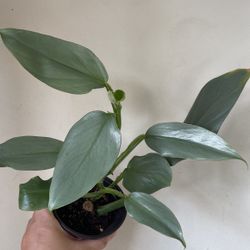Beautiful Philodendron Silver Sword Plant