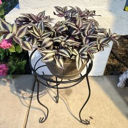 Big Tradescantia Plant 