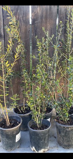 Olive Trees For Sale 2 Foot Tall $20 Each
