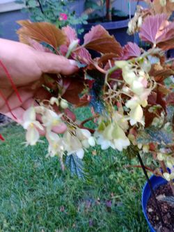 Ala De Ángel 😇 Plant