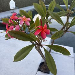 Plumeria 