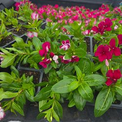 Teresitas plantas 1/4 plug