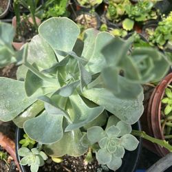 Echeveria Esperanza, Echeveria Canadian ( On 5 Gallon Pot)…