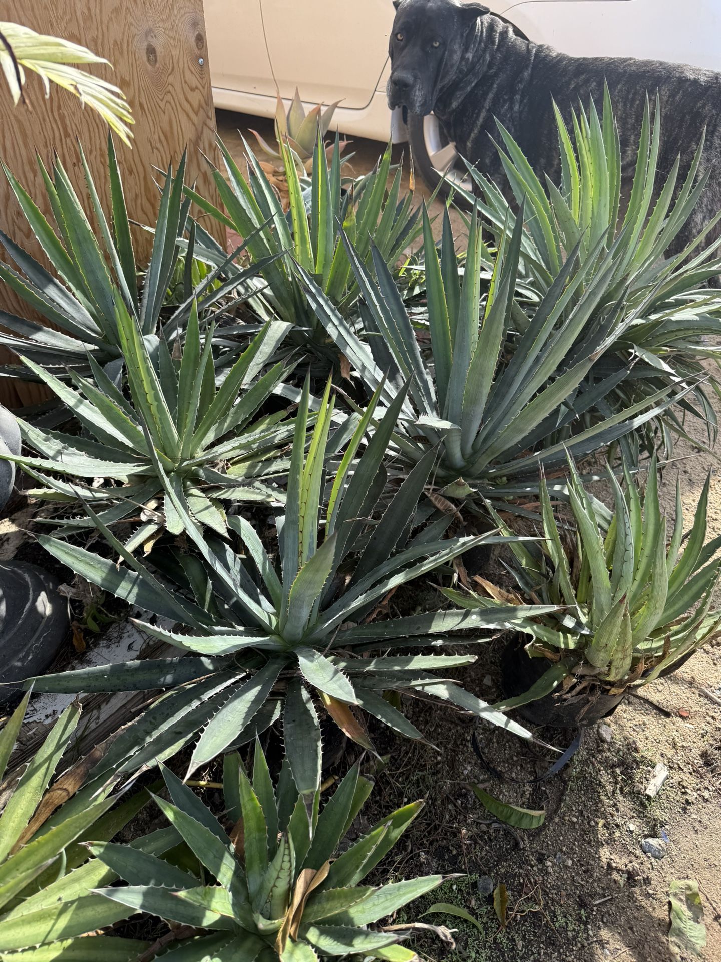Agave