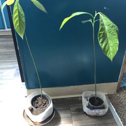 Indoor Avocado Plants 🥑 