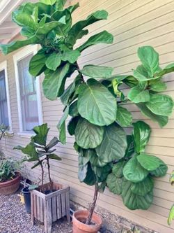 Fiddle Leaf Fig Tree - $120