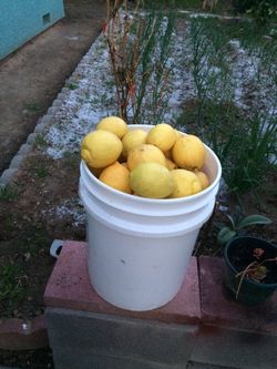 Organic Lemons 5 gallon bucket