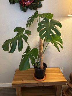 Large Monstera Deliciosa Houseplant $50