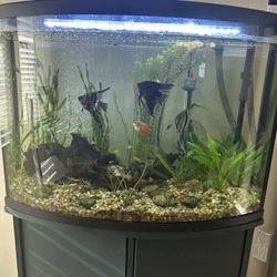 Fish Tank 