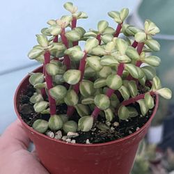 Variegated Elephant Bush | “Portulcaria Afra “Medio Picta” | Rare Succulent | 4”