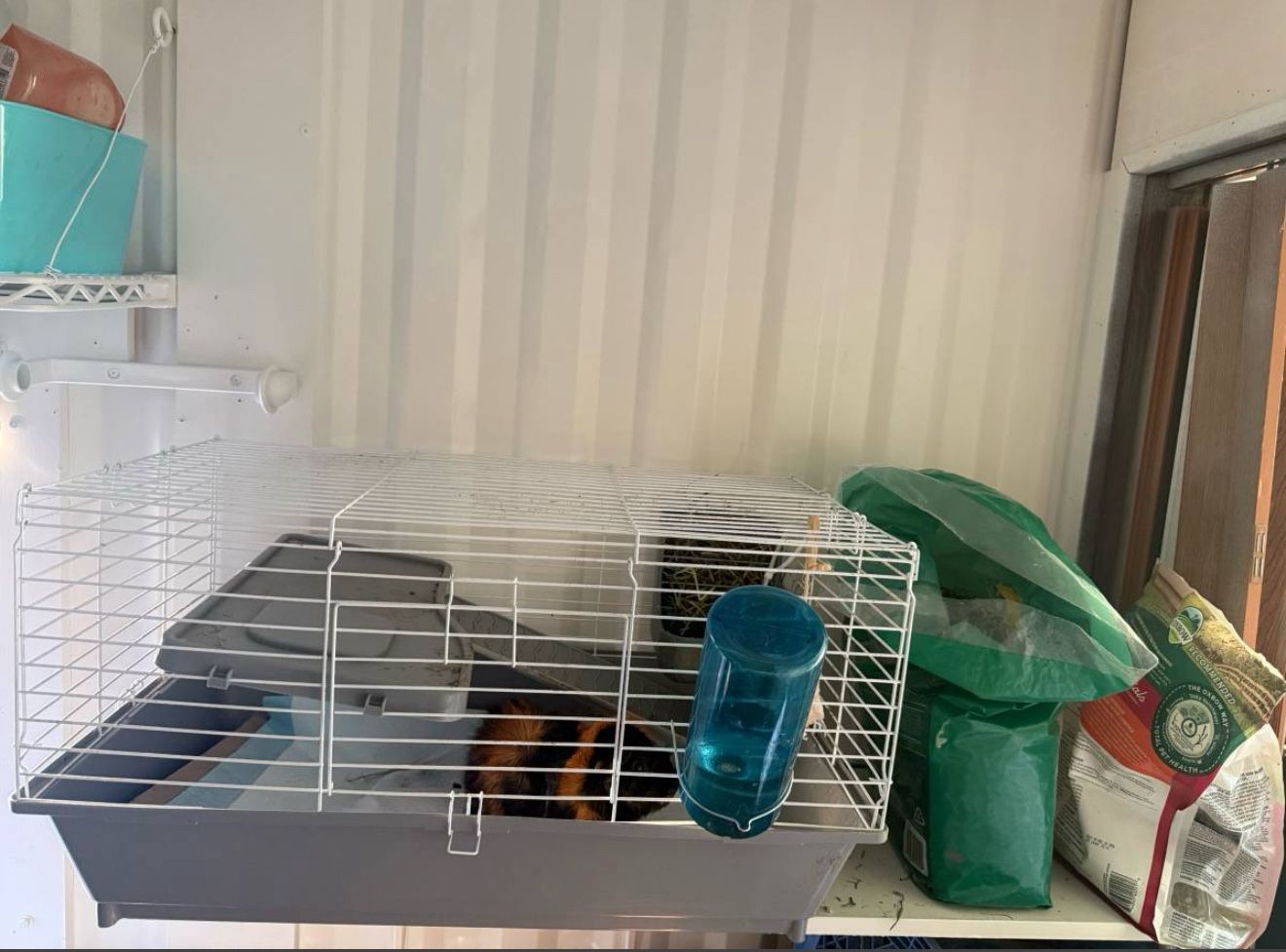 Guinea Pig Cage – Used, Great Condition